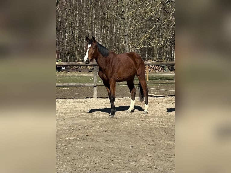 Holstein Mare 3 years 16,1 hh Brown in Alfter