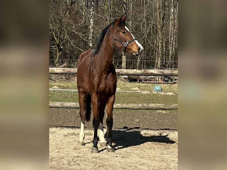 Holstein Mare 3 years 16,1 hh Brown in Alfter