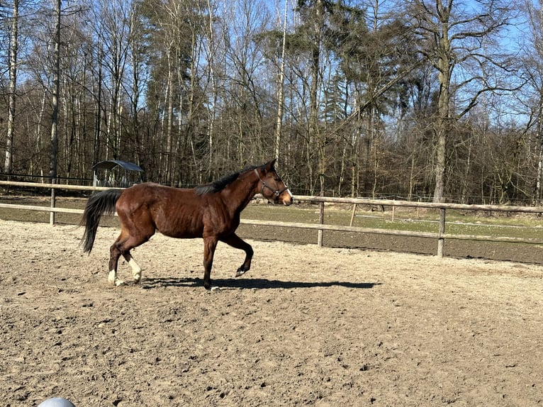 Holstein Mare 3 years 16,1 hh Brown in Alfter