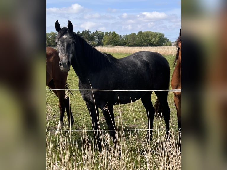 Holstein Mare 3 years 16,1 hh Gray in Averlak