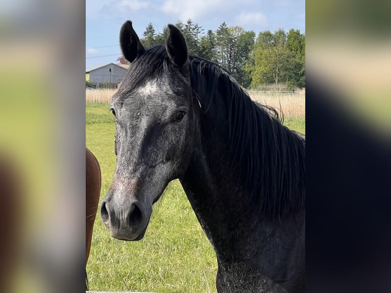 Holstein Mare 3 years 16,1 hh Gray in Averlak