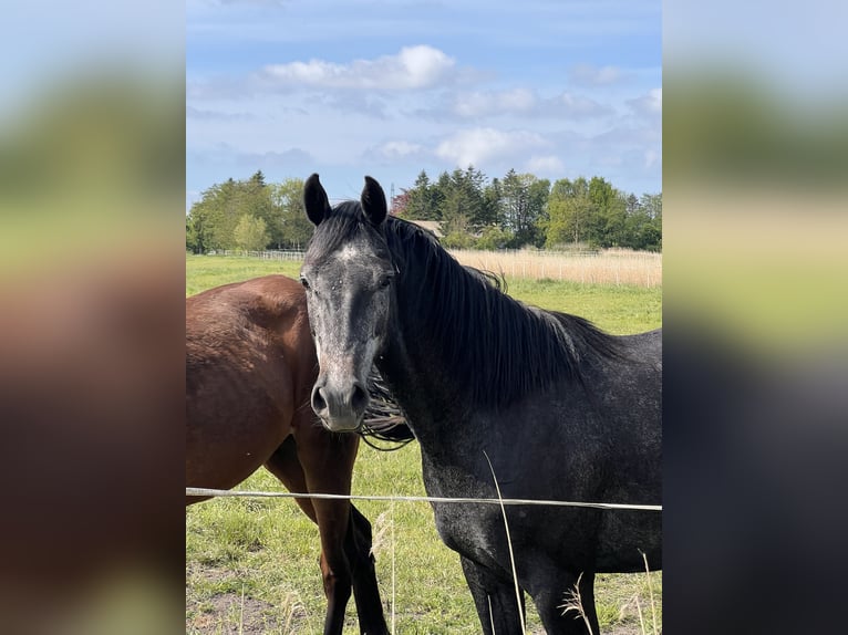 Holstein Mare 3 years 16,1 hh Gray in Averlak