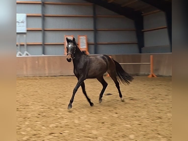 Holstein Mare 3 years 16,2 hh Bay-Dark in Hamersen