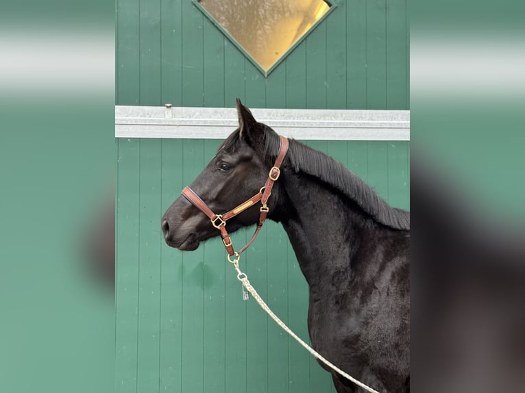 Holstein Mare 3 years 16,2 hh Black in Ilfeld