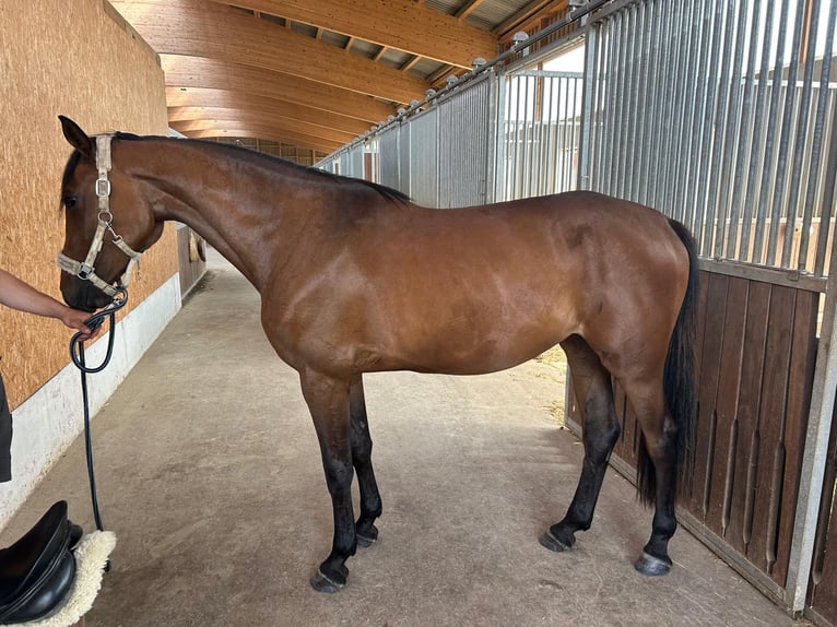 Holstein Mare 3 years 16,2 hh Brown in Bad Waldsee