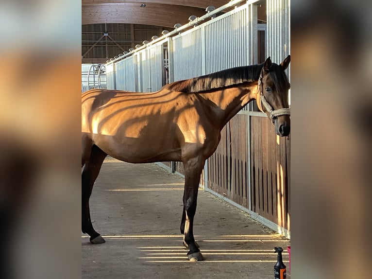Holstein Mare 3 years 16,2 hh Brown in Bad Waldsee