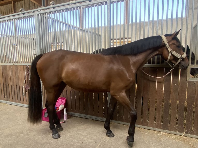 Holstein Mare 3 years 16,2 hh Brown in Bad Waldsee