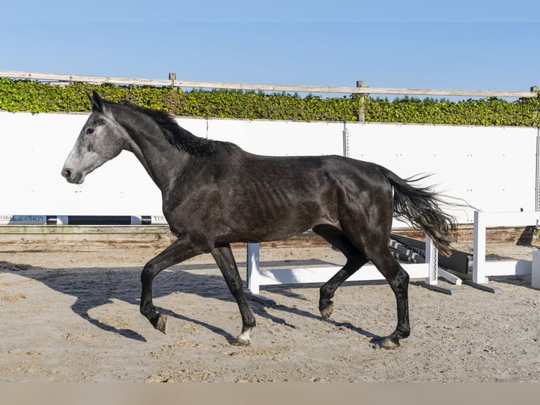 Holstein Mare 3 years 16,2 hh in Waddinxveen