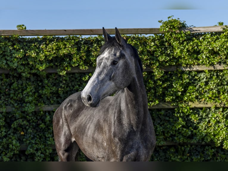 Holstein Mare 3 years 16,2 hh in Waddinxveen
