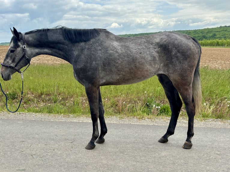 Holstein Mare 3 years 16,2 hh Gray in Wülfershausen an der Saale Holstein Mare 3 years 16,2 hh Gray in Wülfershausen an der Saale