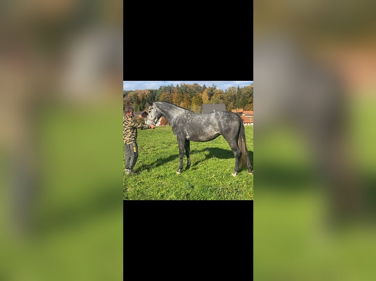 Holstein Mare 3 years 16,2 hh Grey-Dark-Tan in St. Stefan im Rosental Holstein Mare 3 years 16,2 hh Grey-Dark-Tan in St. Stefan im Rosental