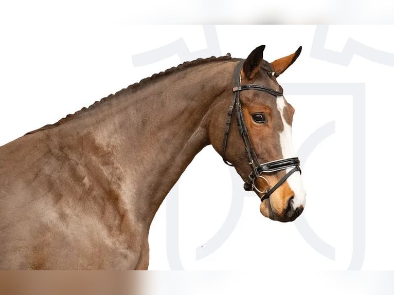 Holstein Mare 3 years Brown in Elmshorn