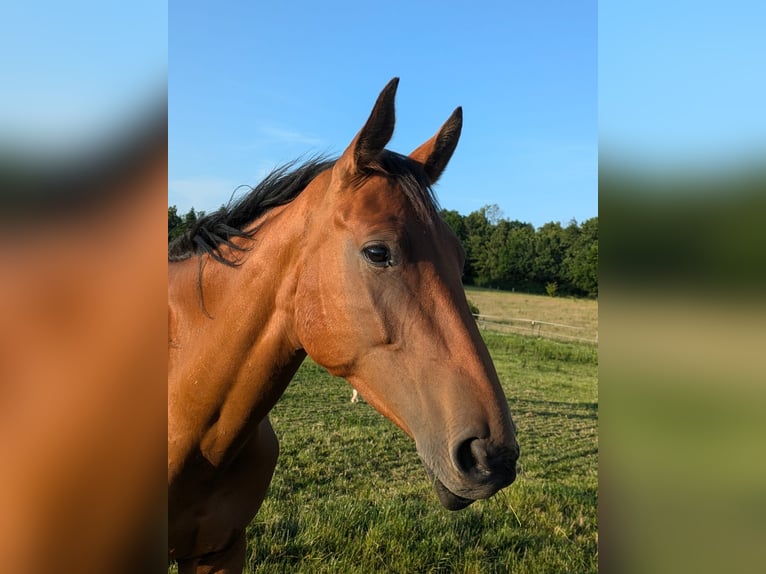 Holstein Mare 3 years Brown in Pogeez