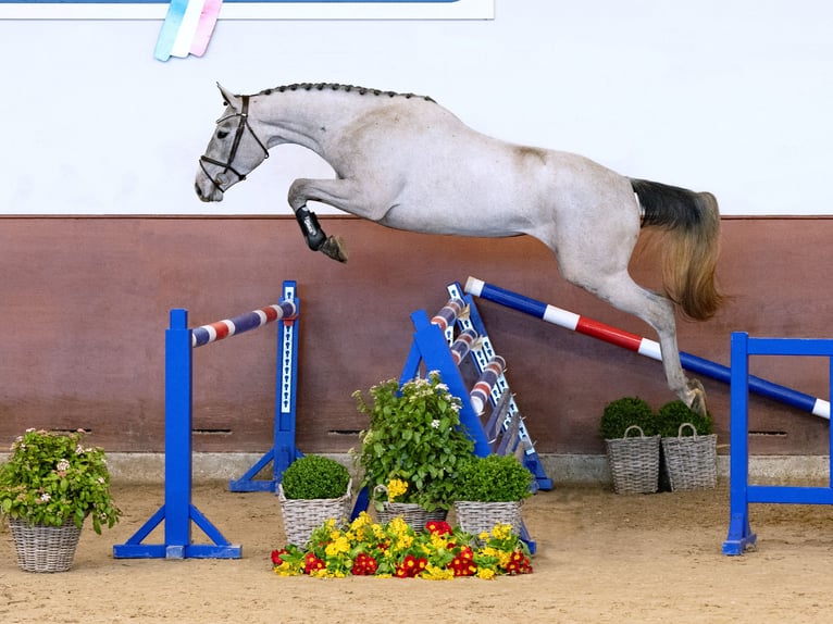 Holstein Mare 3 years Grey in Elmshorn