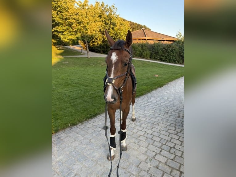 Holstein Mare 4 years 15.1 hh Chestnut-Red in Goldbach