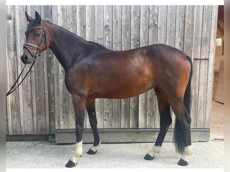 Holstein Mare 4 years 15.2 hh Brown in Zell am Moos
