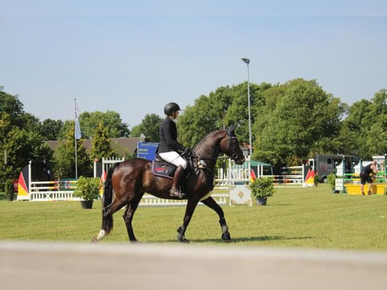 Holstein Mare 4 years 15,2 hh Brown in Hamersen