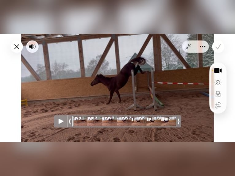 Holstein Mare 4 years 15.2 hh Chestnut-Red in Reichenbach