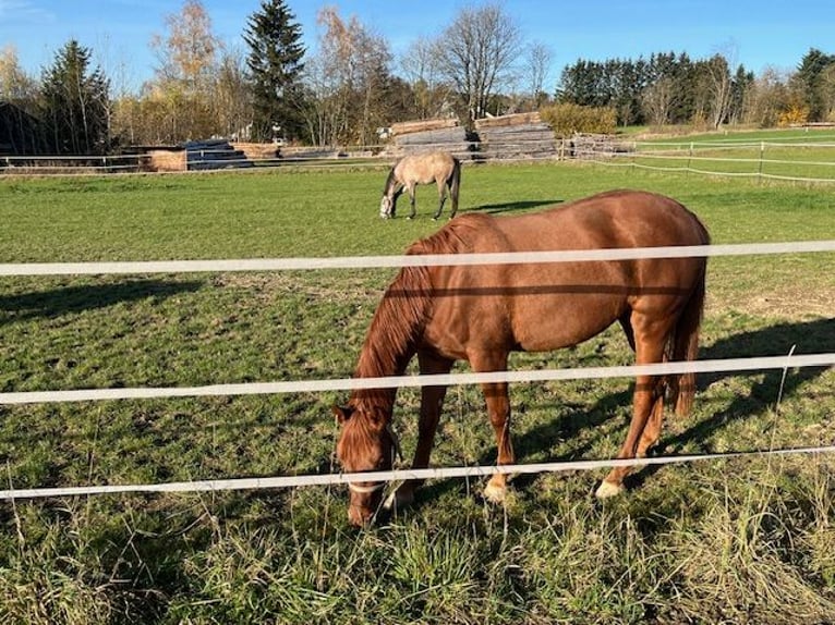 Holstein Mare 4 years 15.2 hh Chestnut-Red in Reichenbach