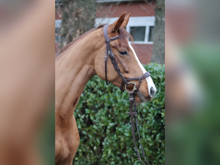 Holstein Mare 4 years 15,2 hh Chestnut-Red in Vechta