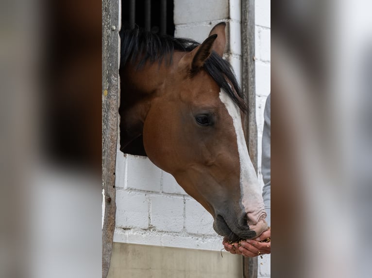 Holstein Mare 4 years 15.3 hh Brown in Sollwitt