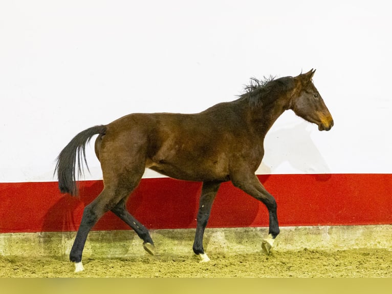 Holstein Mare 4 years 15,1 hh Bay-Dark in Waddinxveen