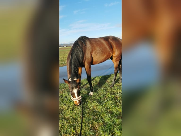 Holstein Mare 4 years 15,1 hh Brown in Tating