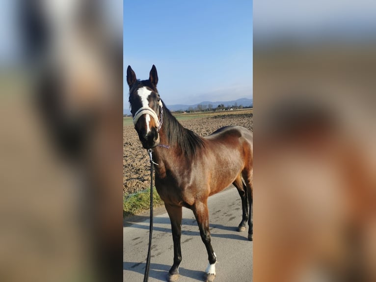 Holstein Mare 4 years 15,1 hh Brown in Tating