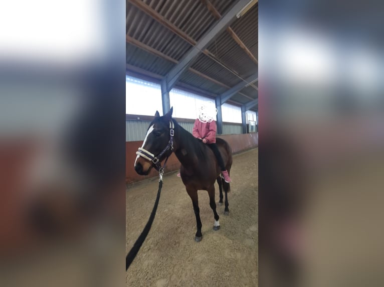 Holstein Mare 4 years 15,1 hh Brown in Tating