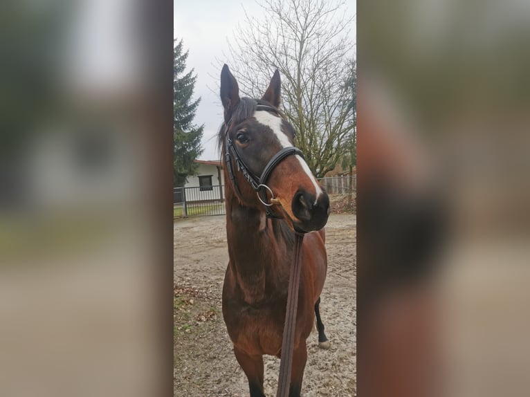 Holstein Mare 4 years 15,1 hh Brown in Tating