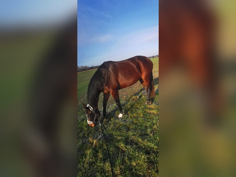 Holstein Mare 4 years 15,1 hh Brown in Tating