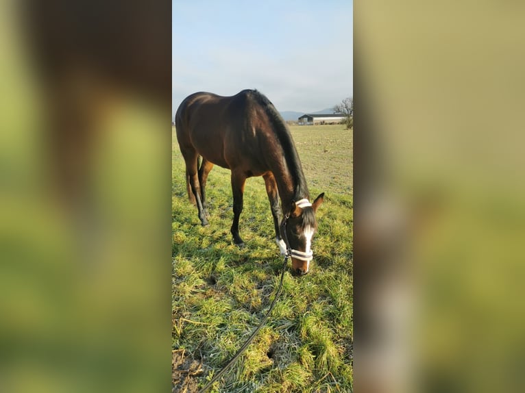 Holstein Mare 4 years 15,1 hh Brown in Tating