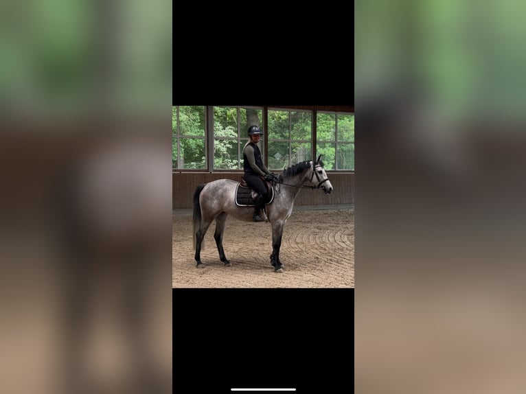 Holstein Mare 4 years 15,1 hh Gray in Vechta