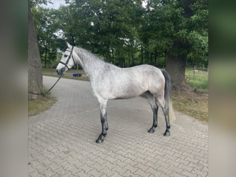 Holstein Mare 4 years 15,1 hh Grey in Hauzenberg