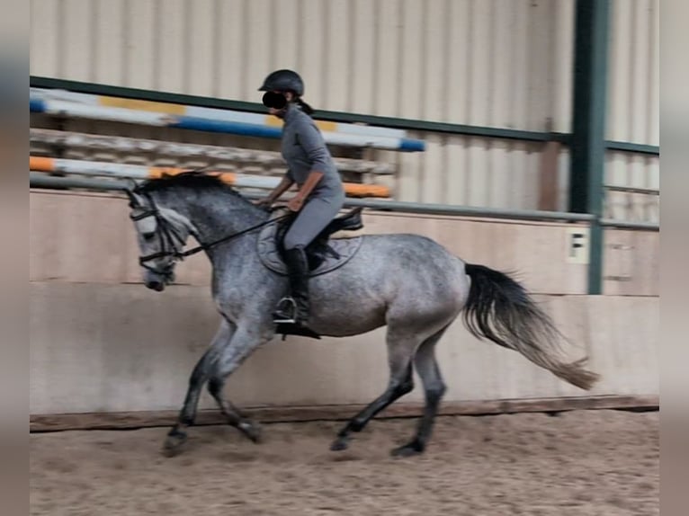 Holstein Mare 4 years 15,1 hh Grey in Hauzenberg