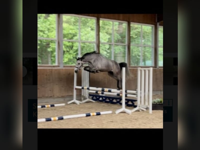Holstein Mare 4 years 15,1 hh Grey in Hauzenberg
