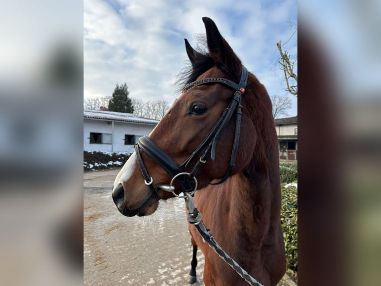 Holstein Mare 4 years 15,2 hh Brown in Bielefeld