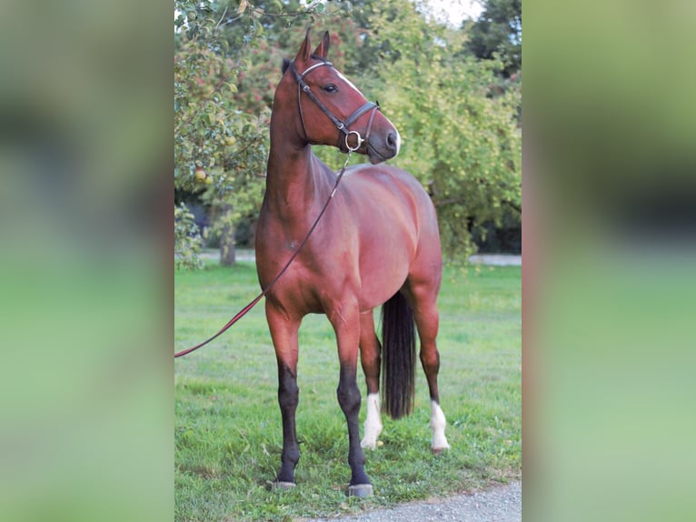 Holstein Mare 4 years 15,2 hh Brown in Idstein