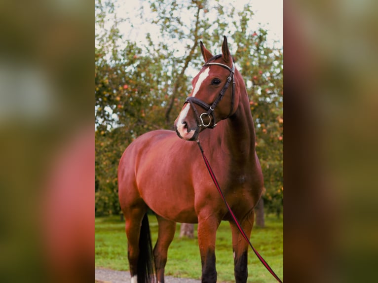 Holstein Mare 4 years 15,2 hh Brown in Idstein