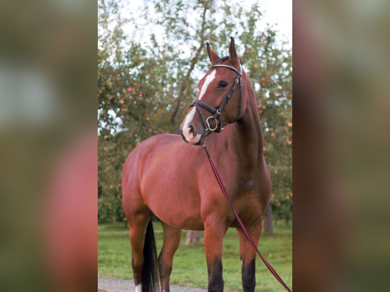 Holstein Mare 4 years 15,2 hh Brown in Idstein