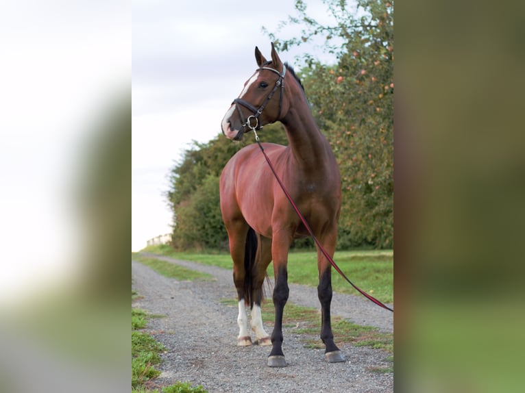 Holstein Mare 4 years 15,2 hh Brown in Idstein