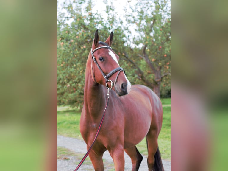 Holstein Mare 4 years 15,2 hh Brown in Idstein