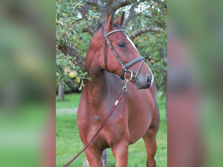 Holstein Mare 4 years 15,2 hh Brown in Idstein