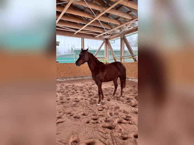 Holstein Mare 4 years 15,2 hh Chestnut-Red in Reichenbach