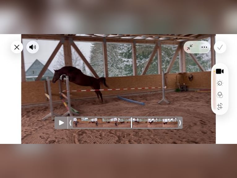 Holstein Mare 4 years 15,2 hh Chestnut-Red in Reichenbach