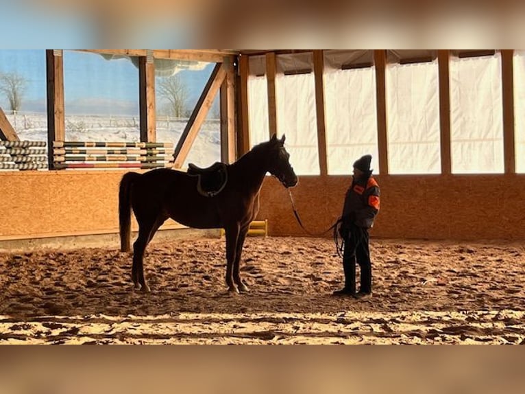 Holstein Mare 4 years 15,2 hh Chestnut-Red in Reichenbach
