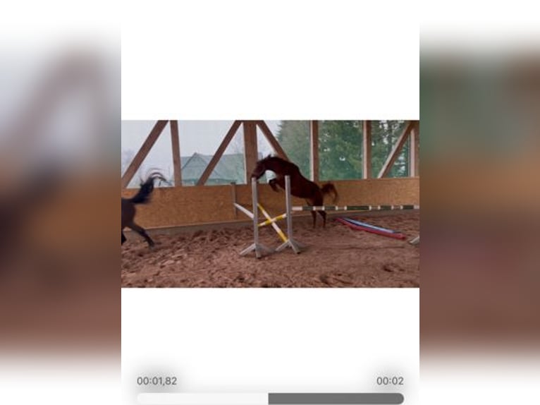 Holstein Mare 4 years 15,2 hh Chestnut-Red in Reichenbach