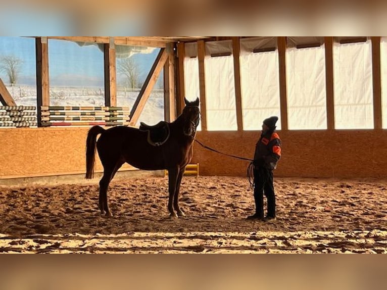 Holstein Mare 4 years 15,2 hh Chestnut-Red in Reichenbach