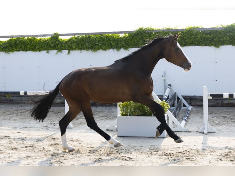Holstein Mare 4 years 15,3 hh Bay-Dark in Waddinxveen