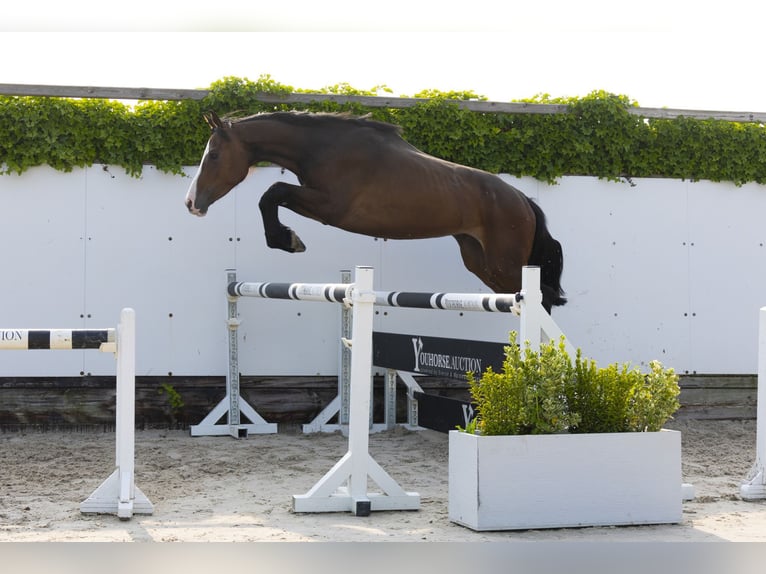 Holstein Mare 4 years 15,3 hh Bay-Dark in Waddinxveen